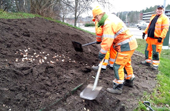 There will be a spring after winter! They're planting bulbs down at the Saltsjöbaden Centrum mall.