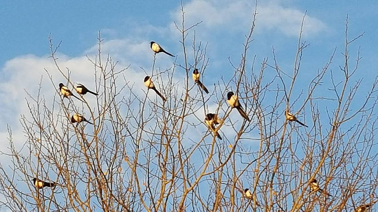 Magpie morning conference
