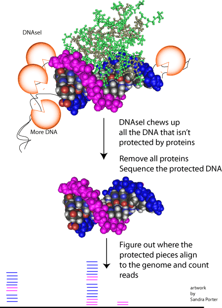Proteins protecting DNA from digestion.