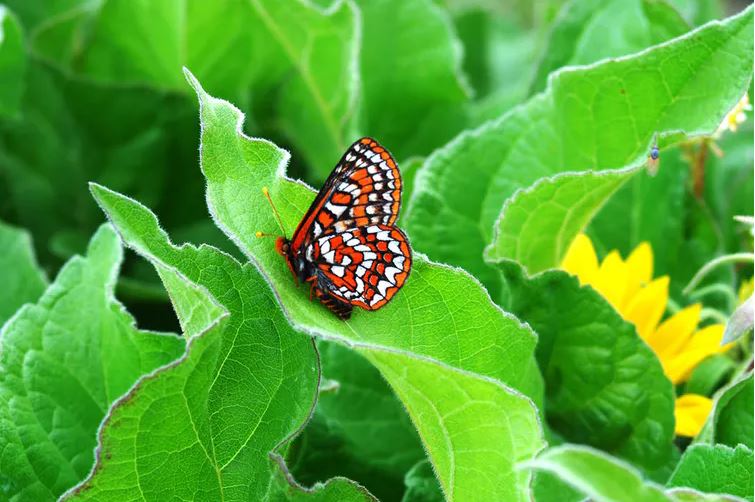 Taylors checkerspot butterfly