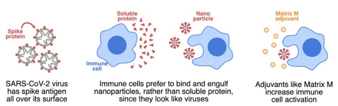 The spike protein is formed into nanoparticles to attract immune cells, and Matrix-M is added as an adjuvant to further activate immune cells.