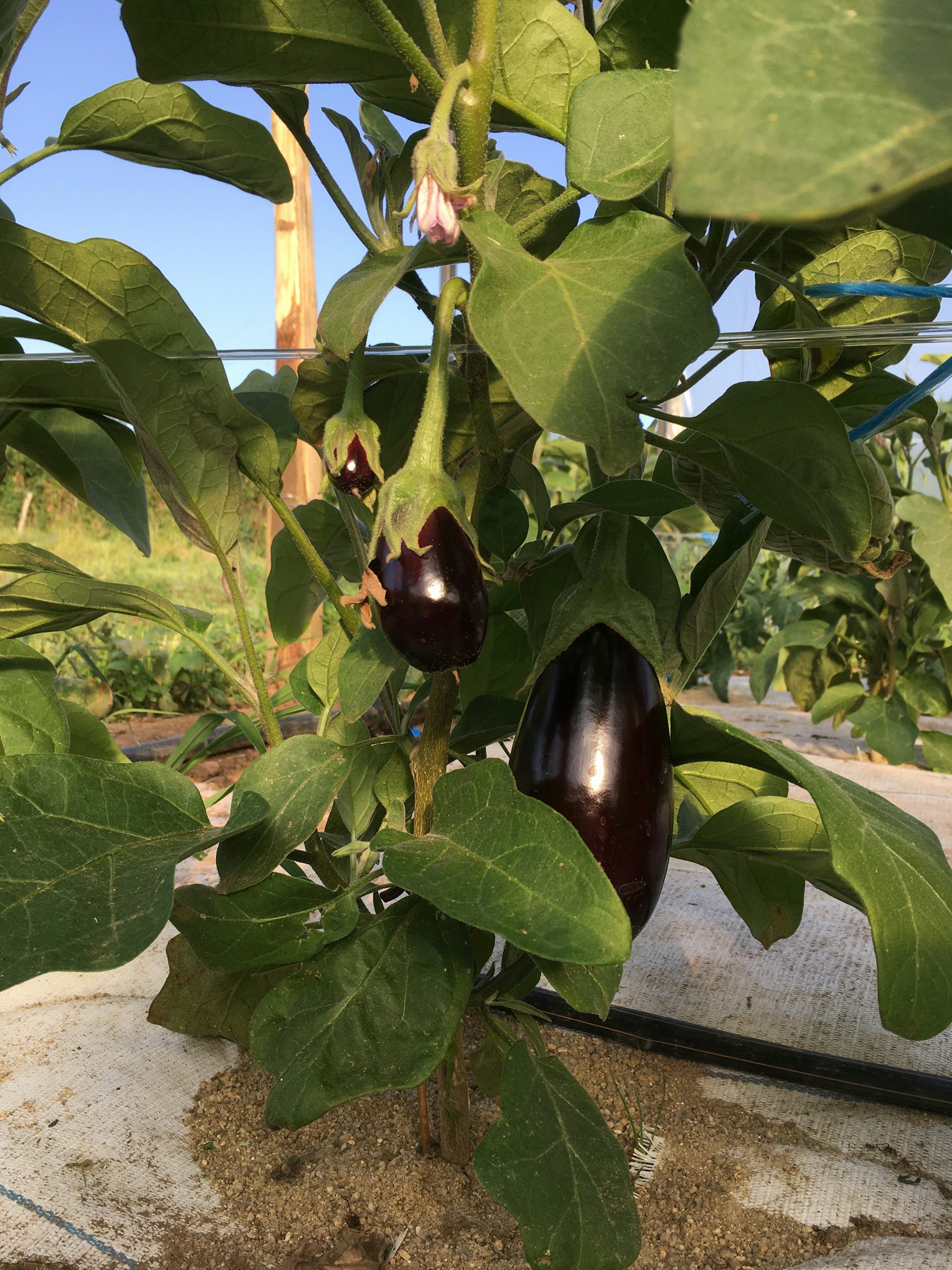 Eggplant from a small-scale farm in Roannes St Mary, France.