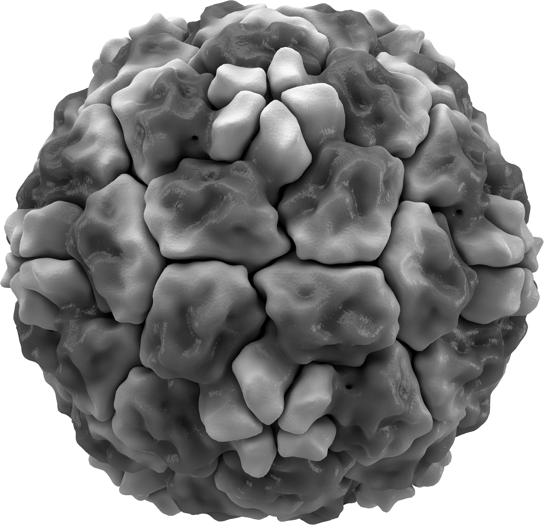 human rhinovirus