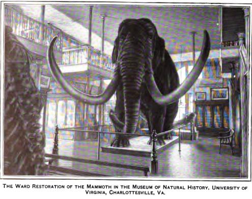 i-62c8ef441e60b22334c2b644223af636-ward-mammoth-restoration.JPG