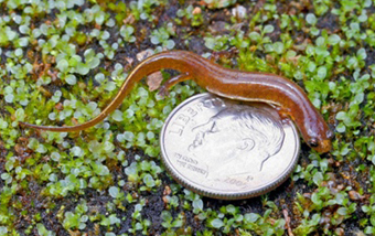 i-dab8fef3507da95dd470bad6024bbf5d-Patch-nosed_salamander_with_coin_July-2009.jpg