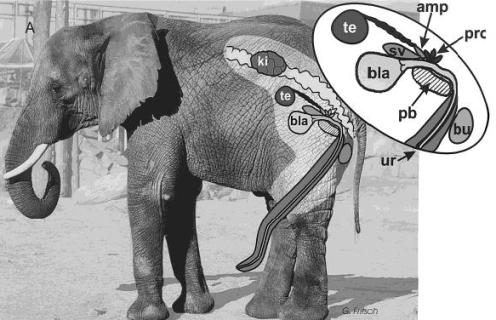 i-f1028e35c1e23fca1eab23cb745757fa-loxodonta penis anatomy.jpg