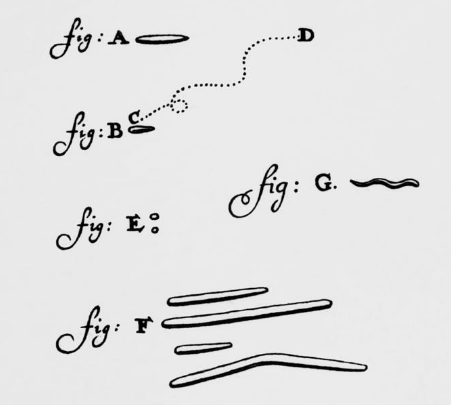 van Leeuwenhoek bacteria