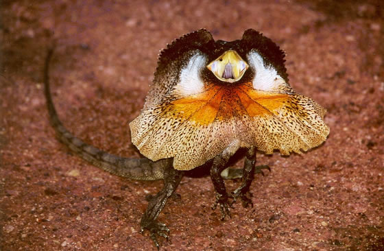 David Katz’s bragging reminds me of the threat display of Chlamydosaurus king, or the frilled-neck lizard, except that his neck frill consists of pages of his CV.