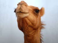 hair-loss-camel-urine