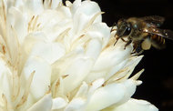 Honeybee visiting a coffee flower