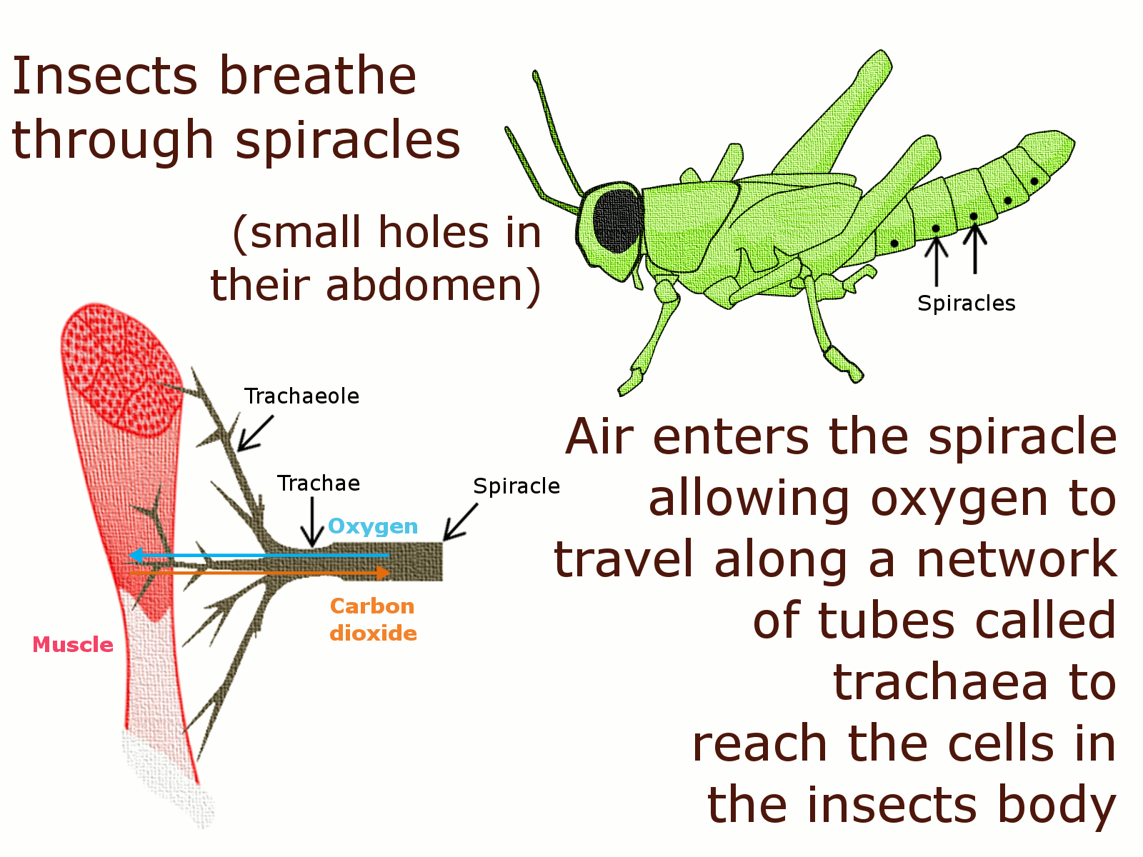 Diagram of how insects breathe from www.breatheornot.wordpress.com