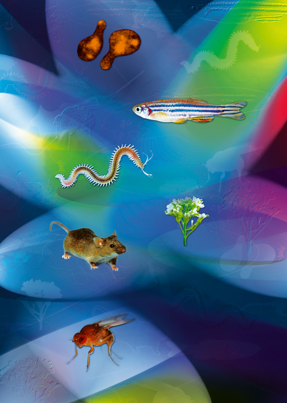 Image of common model organisms from European Molecular Biology Laboratory (EMBL).