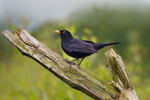 Blackbird image from: Ernie Janes/naturepl.com 