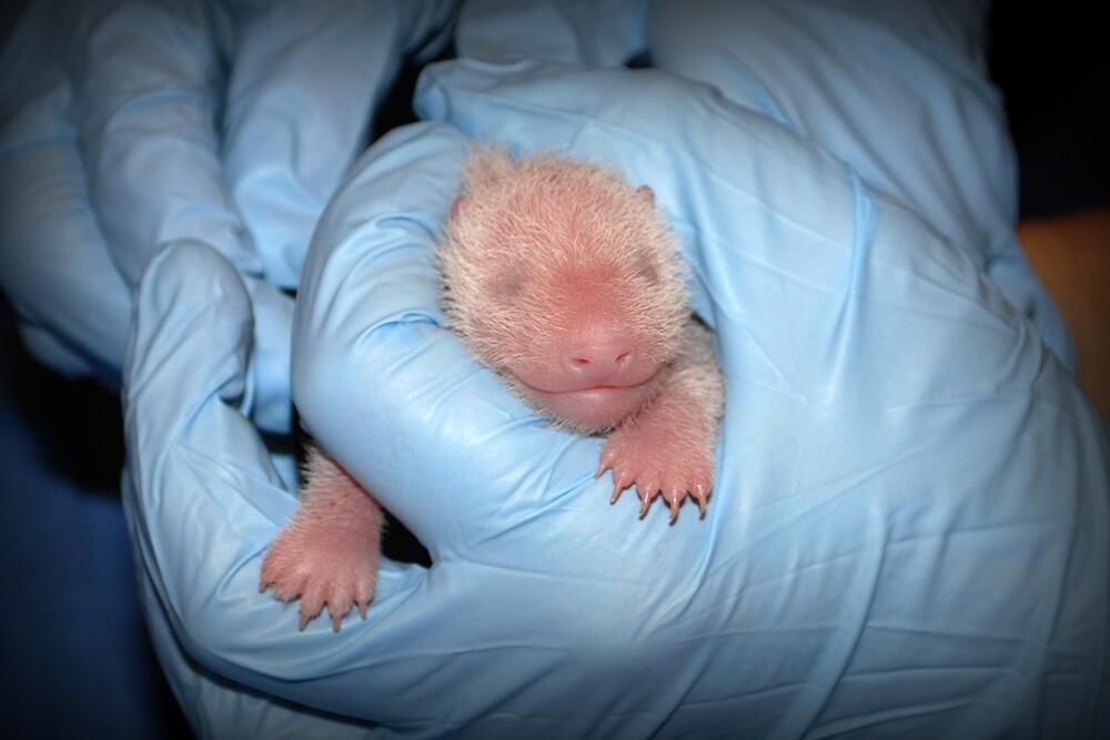 Image of panda bear cub at its first exam from the National Zoo. 