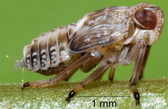 Image of young planthopper by study author Malcolm Burrows.