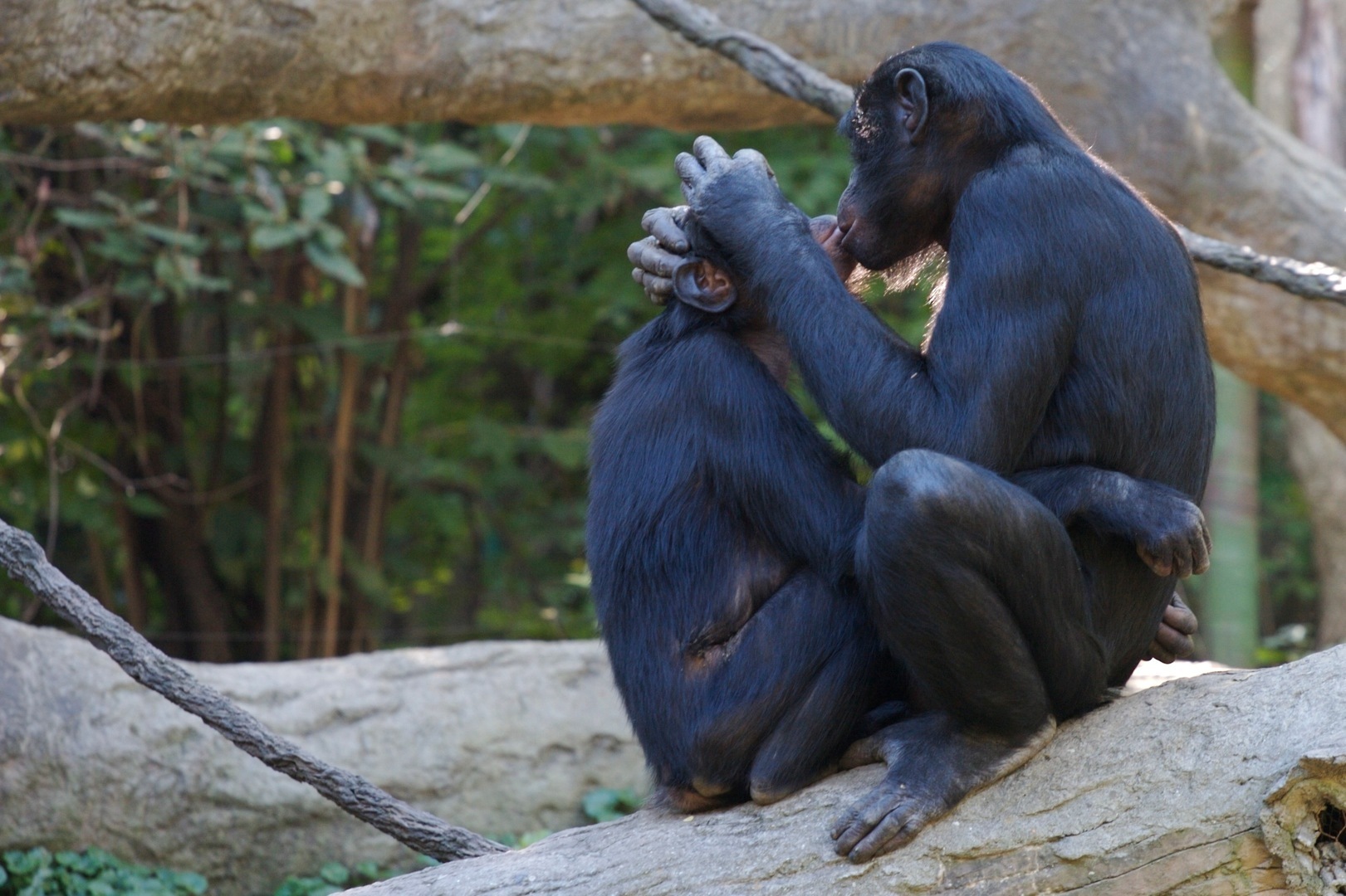 Image of bonobos from www.freewallpaperspot.com