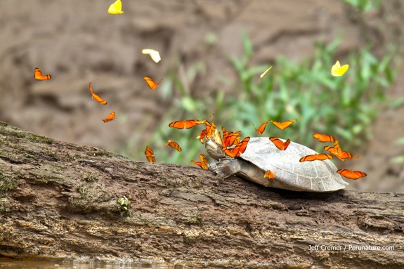 Amazonian butterflies drinking turtle tears. Image from: Jeff Cremer / Perunature.com