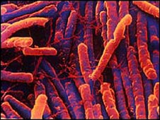 Image of C. difficile from BBC News. 