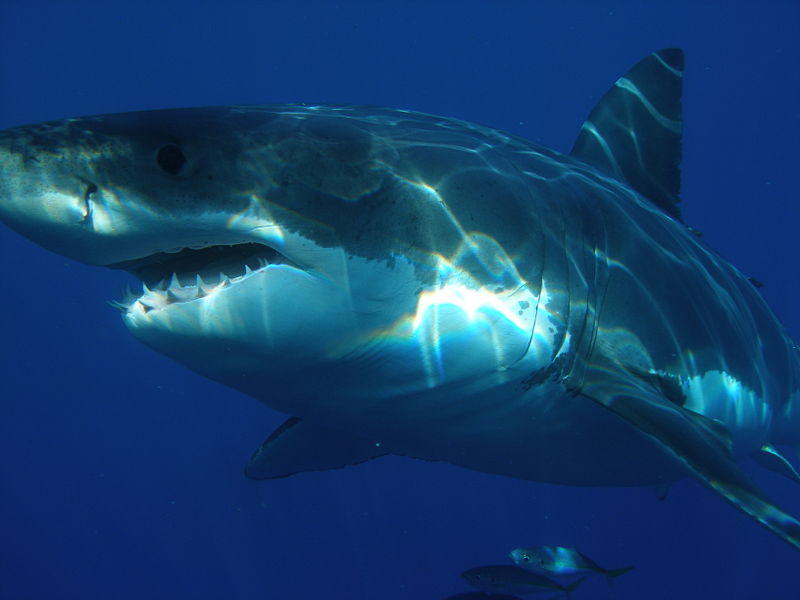 Image of a great white shark from Wikimedia Commons.