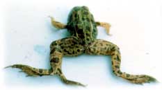 Frog with an extra foot. Image from the Minnesota Pollution Control Agency. 