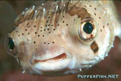 Image from www.pufferfish.net