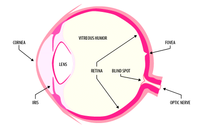 Sketch of an eyeball from www.dba.med.sc.edu