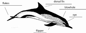 common_dolphin_answer