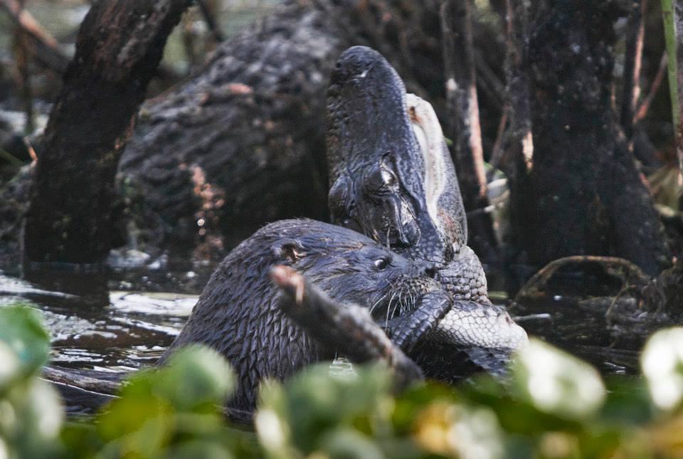 Photo from U.S. FISH AND WILDLIFE SERVICE/FACEBOOK
