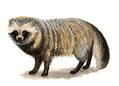 Image of a raccoon dog from: Animal Diversity