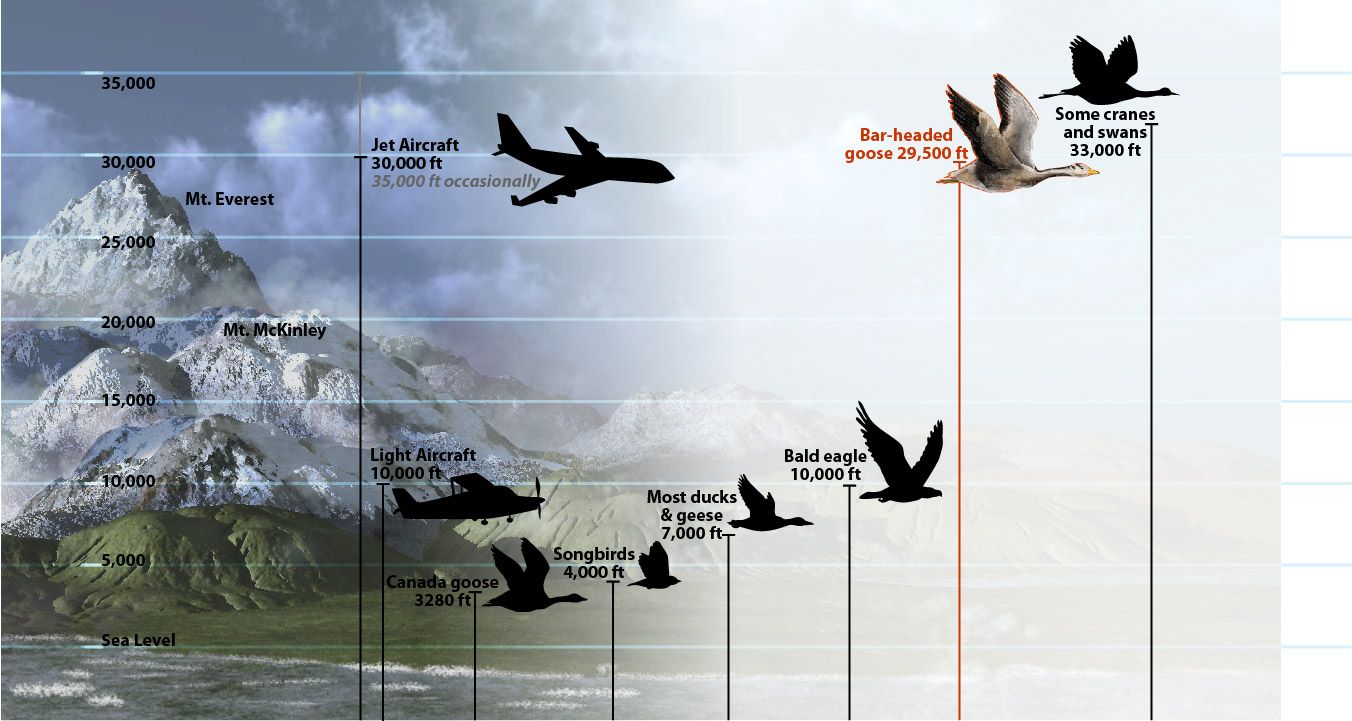 Image from http://www.nsf.gov/discoveries/disc_summ.jsp?cntn_id=118659