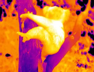 Heat image of a koala (from S. Griffiths as posted in New Scientist)