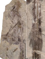 Photo of fossil by: Stephanie Abramowicz, Dinosaur Institute, NHM as published in the USA Today