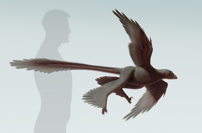 This newly discovered feathered dinosaur was built like a modern airplane.  Image from Discovery News. 