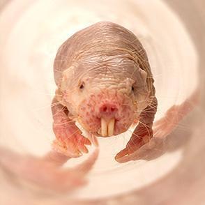 Image of a naked mole rat from www.animals.sandiegozoo.org