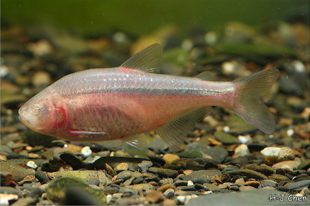 Image of eyeless Mexican tetra fish from www.seriouslyfish.com by H-J Chen. 