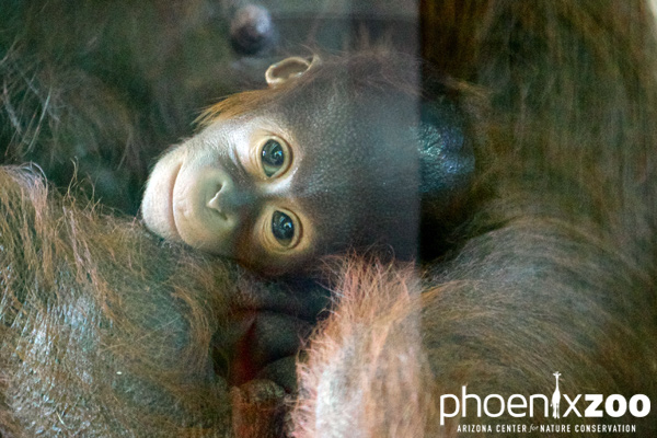 Image of baby orangutan from the Phoenix Zoo www.phoenixzoo.org