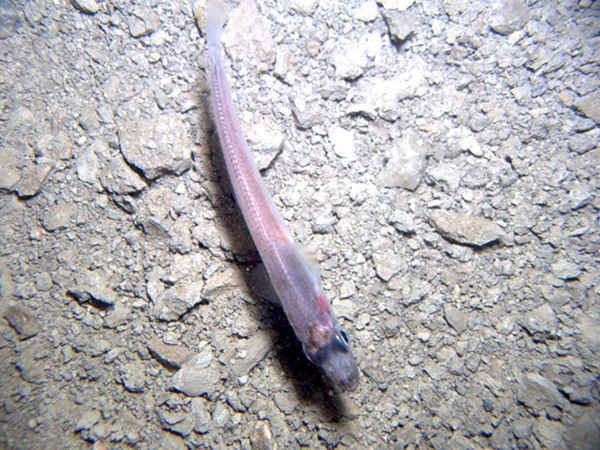 A fish found swimming under 740 meters of ice. Credit: Reed Scherer (NIU)