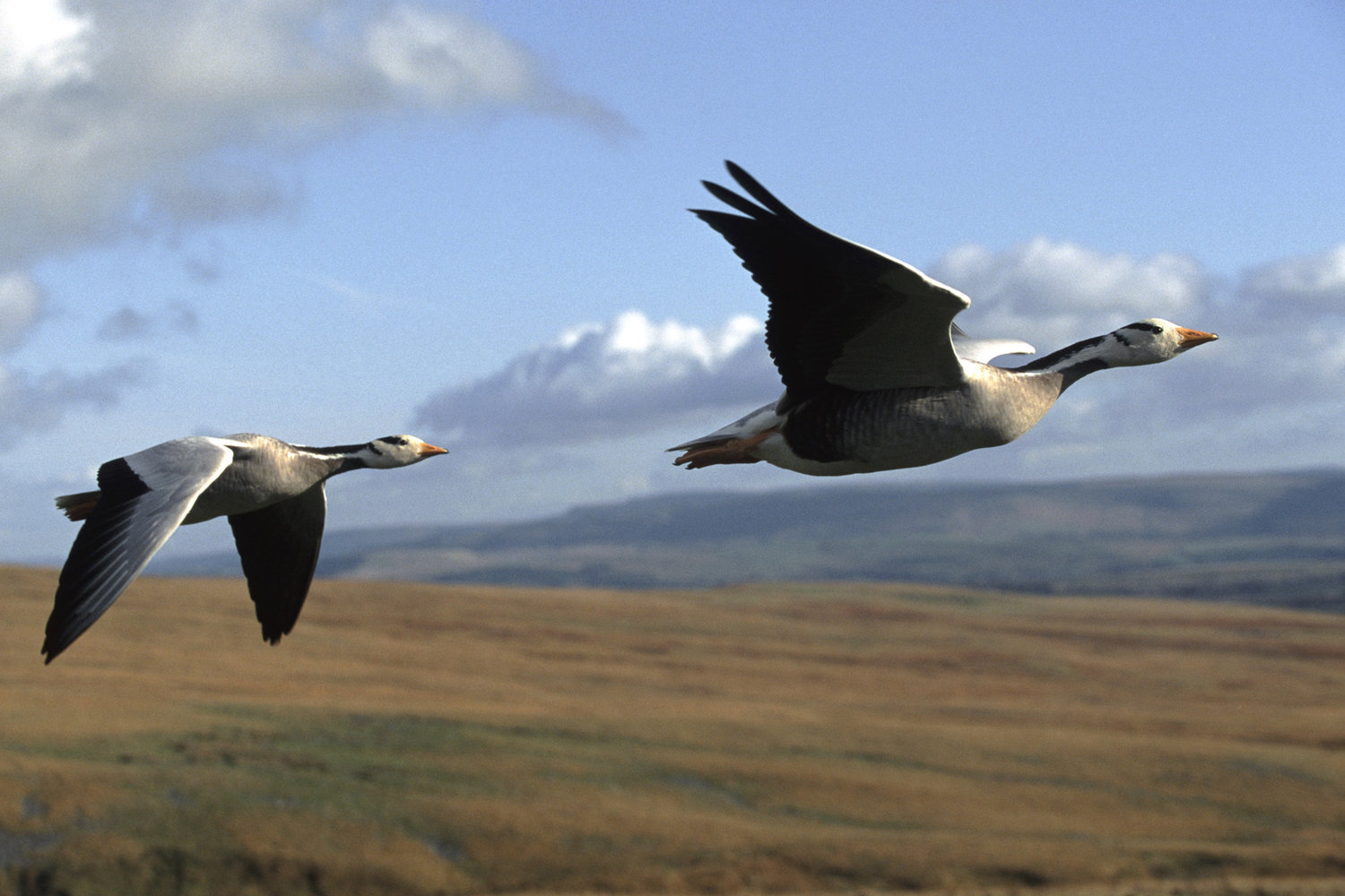 Image of bar headed geese in flight from John Downer/Nature Picture Library/Corbis