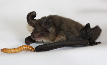 Image of Gould's long-eared bat from http://www.wiresnr.org/Microbats.html Image by: Lib Ruytenberg 