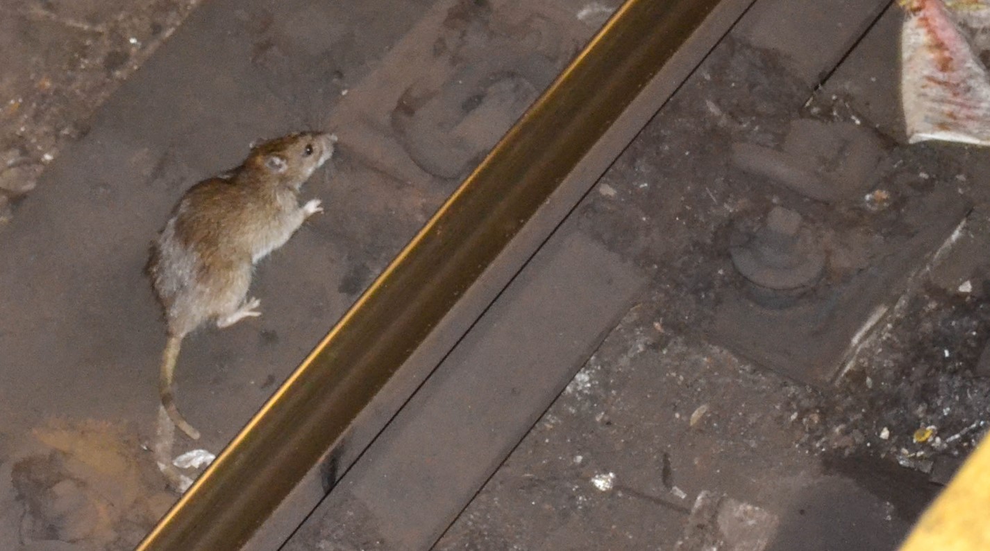Image of a rat in the New York City subway By m01229 from USA - A REAL NYC rat!, from Wikimedia commons