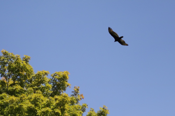 Another soaring bird at Thacher Park.