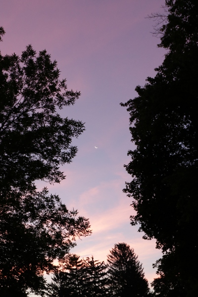 Crescent moon at sunrise, framed by trees.