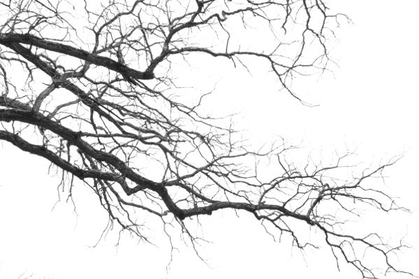 Bare tree branches are interestingly creepy.