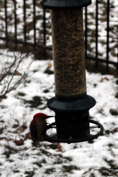 Woodpecker on the bird feeder.