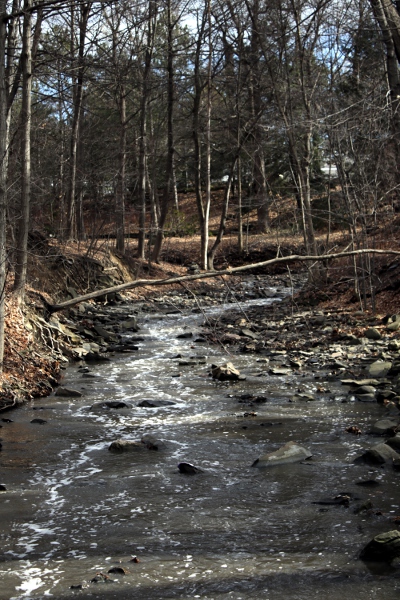 The brook on campus, swollen with snowmelt.