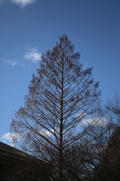 A very symmetric tree, looking a lot like the veins in  a leaf.