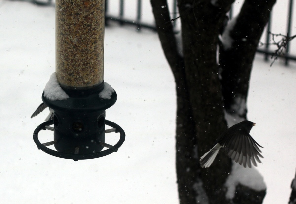 Birds at the feeder in the snow.