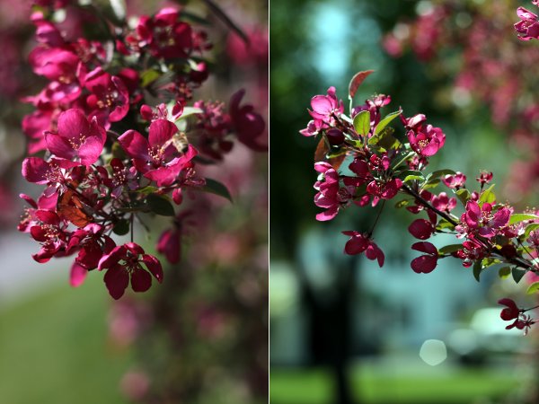 Two pictures of the flowers on the ornamental cherry tree in our yard.