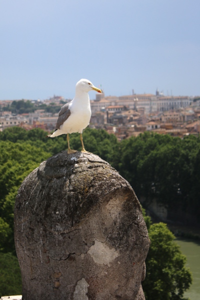Seagull on a headless statue atop Castel Sant'Angelo.