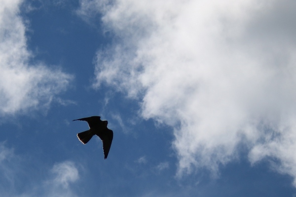 Peregrine falcon in flight over Vroman's Nose.